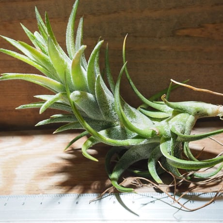 チランジア ／ イオナンタ ヴァンハイニンギー L　(T.ionantha var. vanhyningii)　★EF01/Feb05