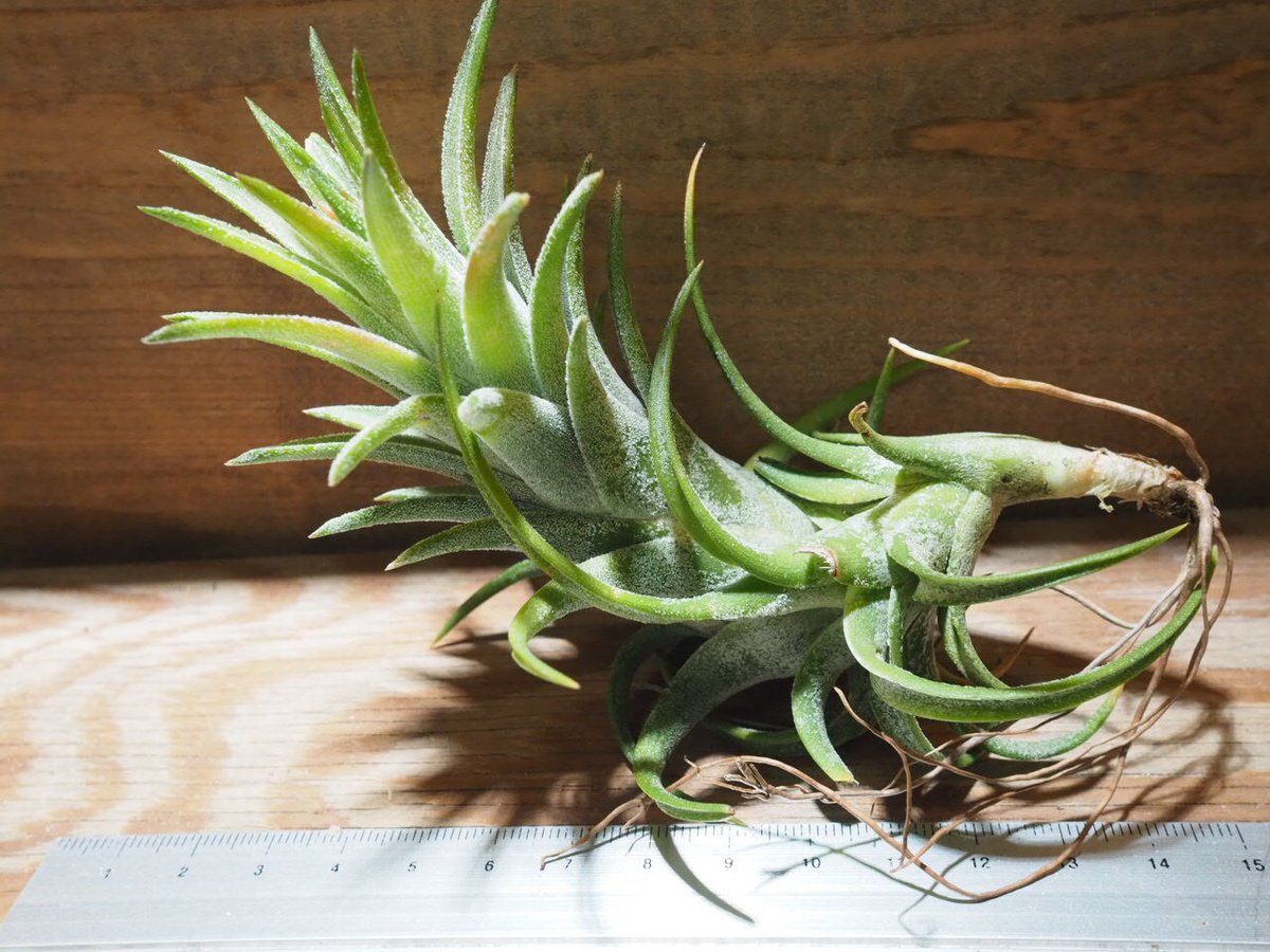 ティランジア　イオナンタバンハイニンギーミノール 楽天市場】(現品) チランジア イオナンタ バンハイニンギー