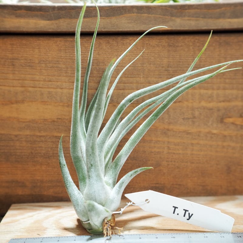 チランジア　タイ　Tillandsia Ty チランジア ／ タイ (T.'Ty') ＊A01/May28 | 常葉植物園 Tokiwa B