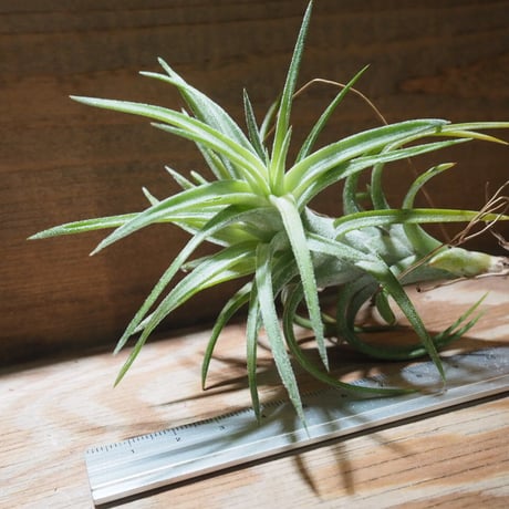 チランジア ／ イオナンタ ヴァンハイニンギー M　(T.ionantha var. vanhyningii)　★EF01/Feb05