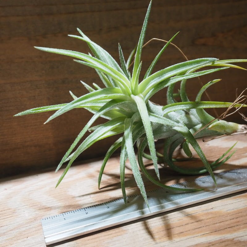 チランジア ／ イオナンタ ヴァンハイニンギー M (T.ionantha var. vanh