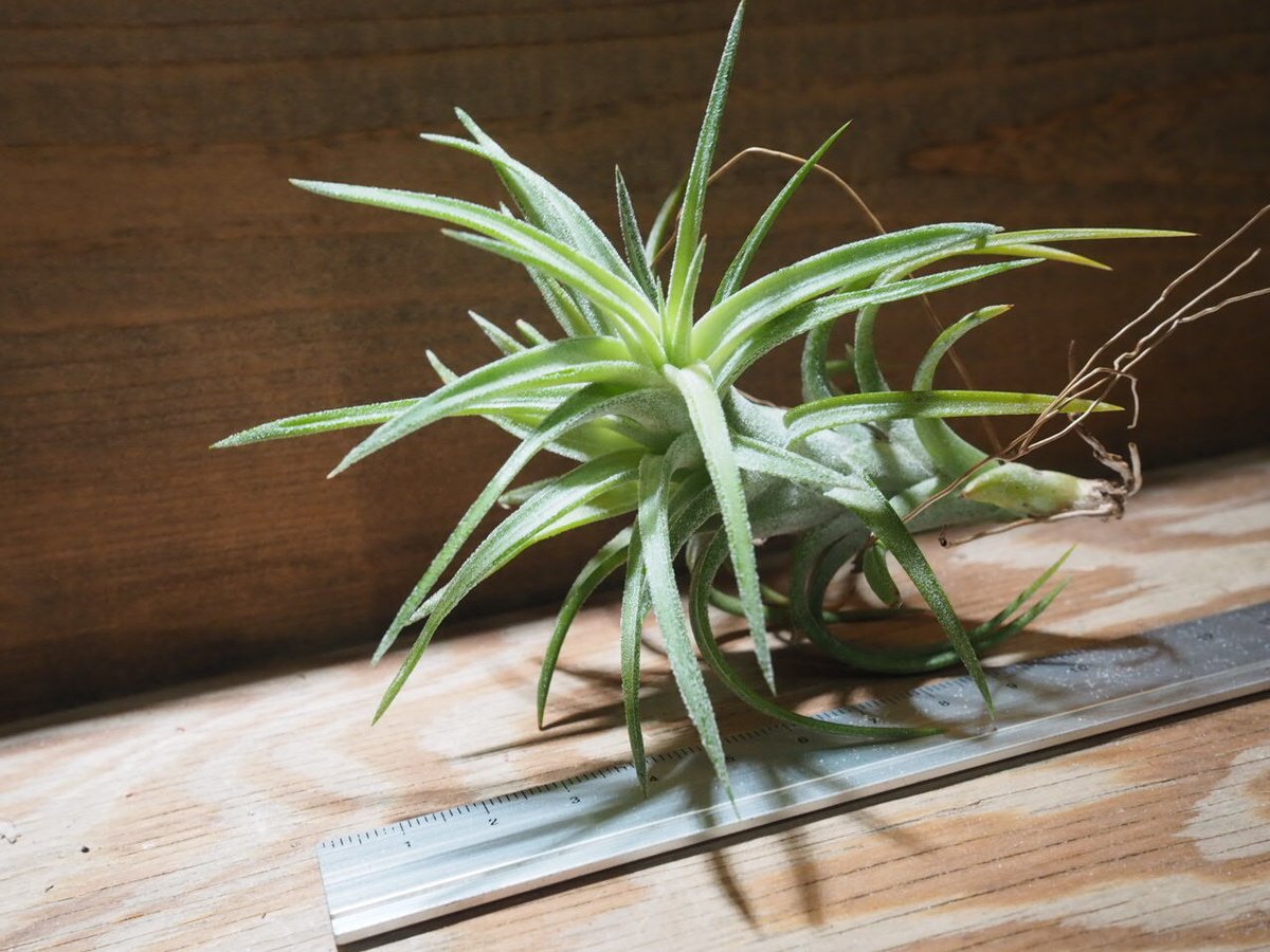 チランジア ／ イオナンタ ヴァンハイニンギー M (T.ionantha var. vanh