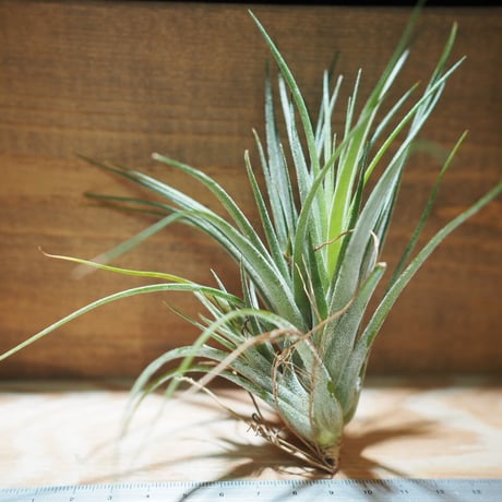 チランジア ／ イオナンタ × シーディアナ　(T.ionantha × T.schiedeana)　＊A01/May15