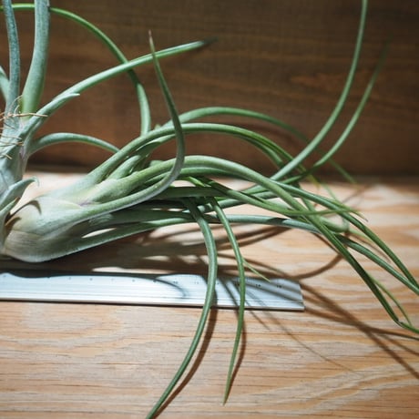 チランジア ／ ブルボーサ × プエブレンシス 子株付き　(T.bulbosa × T.pueblensis)　＊A01/Apr15