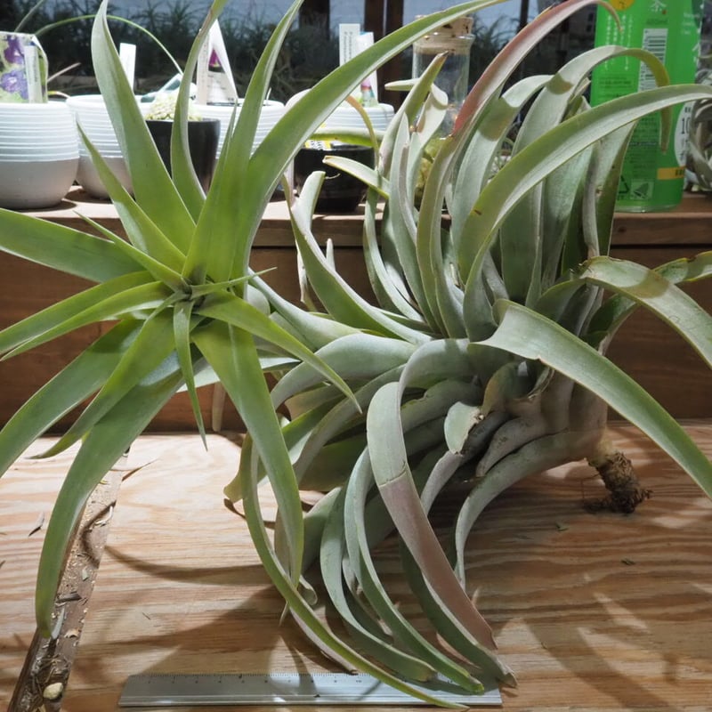 チランジア ／ カピタータ シルバーローズ XXL (T.capitata 'SilverRo