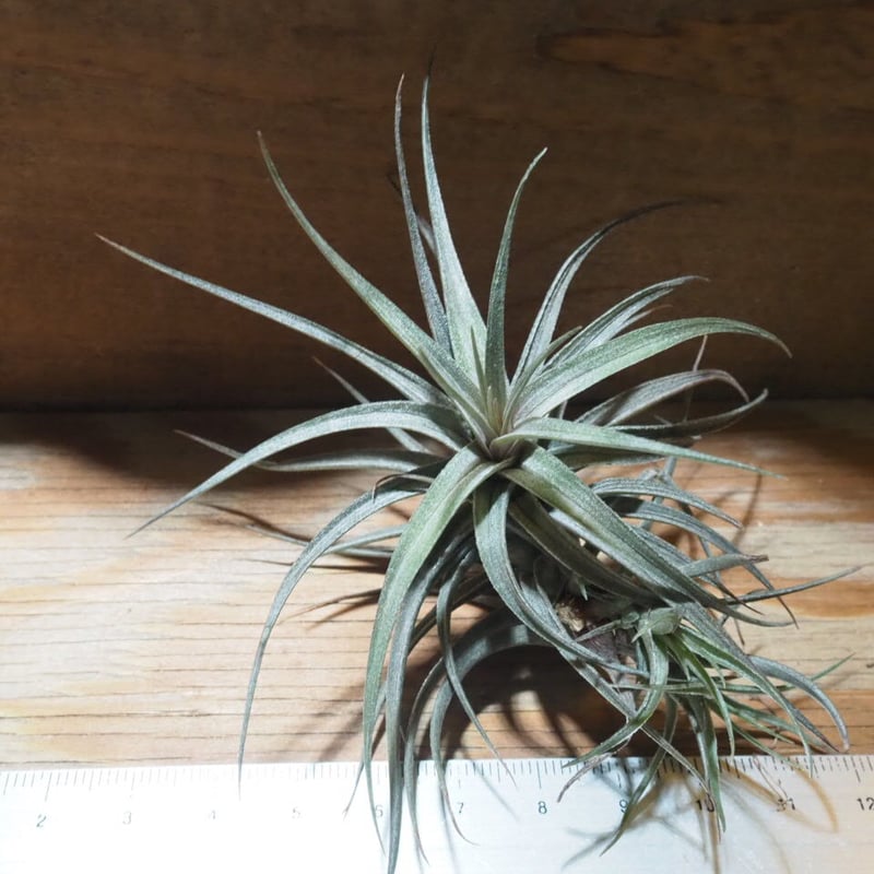 チランジア ／ アエラントス ミニパープル (T.aeranthos 'Mini Purple