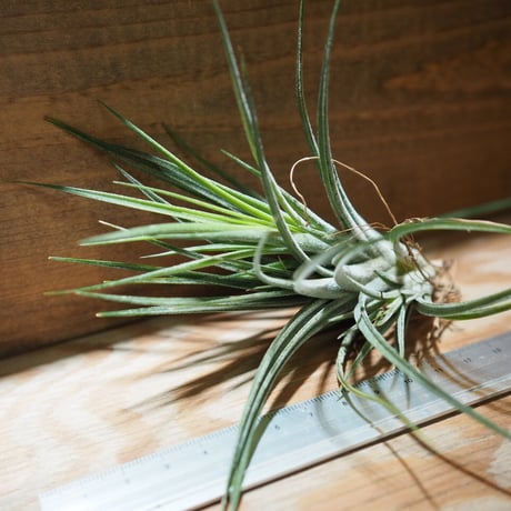 チランジア ／ イオナンタ × シーディアナ　(T.ionantha × T.schiedeana)　＊A01/May15