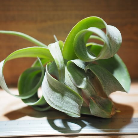 チランジア ／ ストレプトフィラ M　(T.streptophylla)　＊A01/Jun22-01