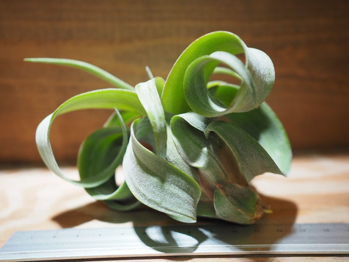 チランジア ／ ストレプトフィラ M (T.streptophylla) ＊A01/Jun22