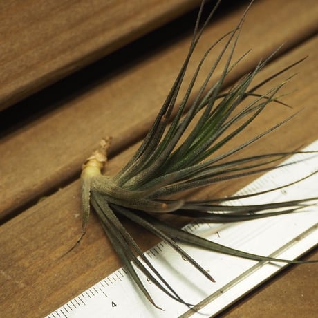 チランジア ／ テヌイフォリア アメシスト　漆黒　(T.tenuifolia var. amethyst)