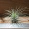 チランジア ／ フクシー グラシリス　(T.fuchsii var. gracilis)　★CD01/Feb05