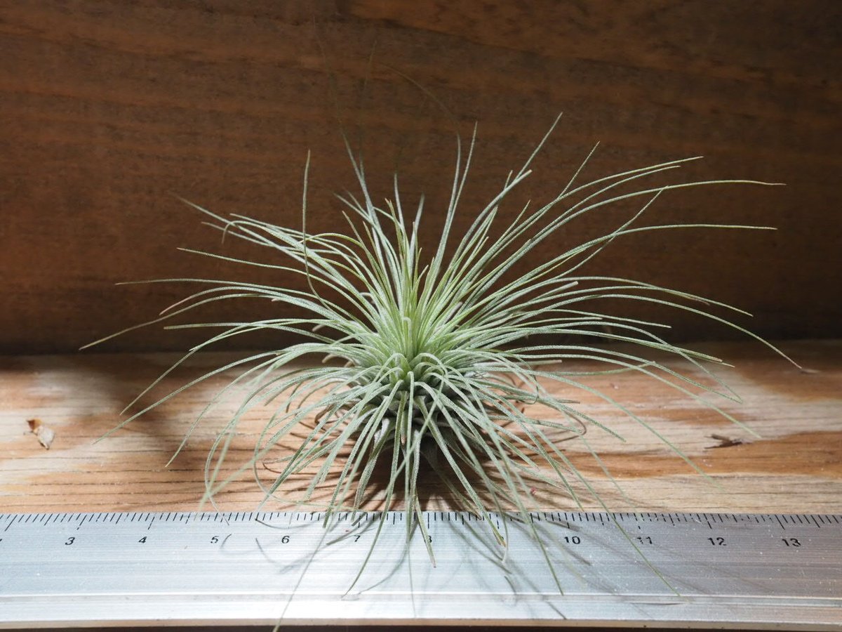 チランジア　ブラキフィラ チランジア ブラキフィラ