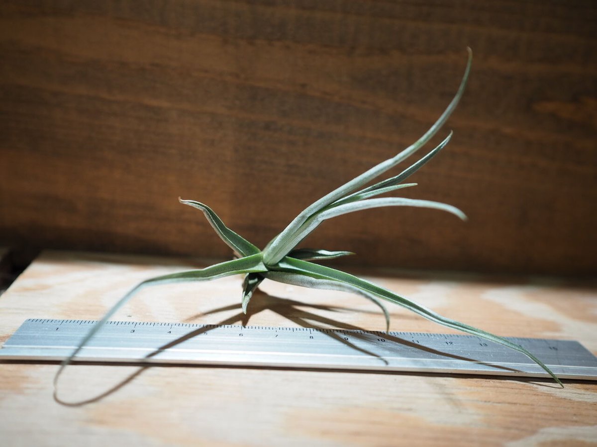 チランジア ／ ライヘンバッキー (T.reichenbachii) ＊A01/Apr15 |