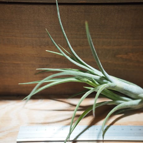 チランジア ／ パウシフォリア レッドハイブリッド　(T.paucifolia 'Red Hybrid')　＊A01/Jun22