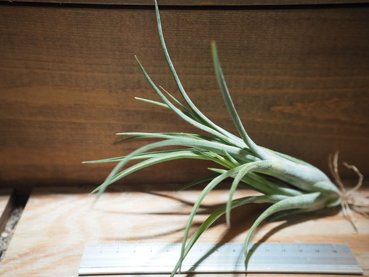 チランジア ／ パウシフォリア レッドハイブリッド (T.paucifolia 'Red