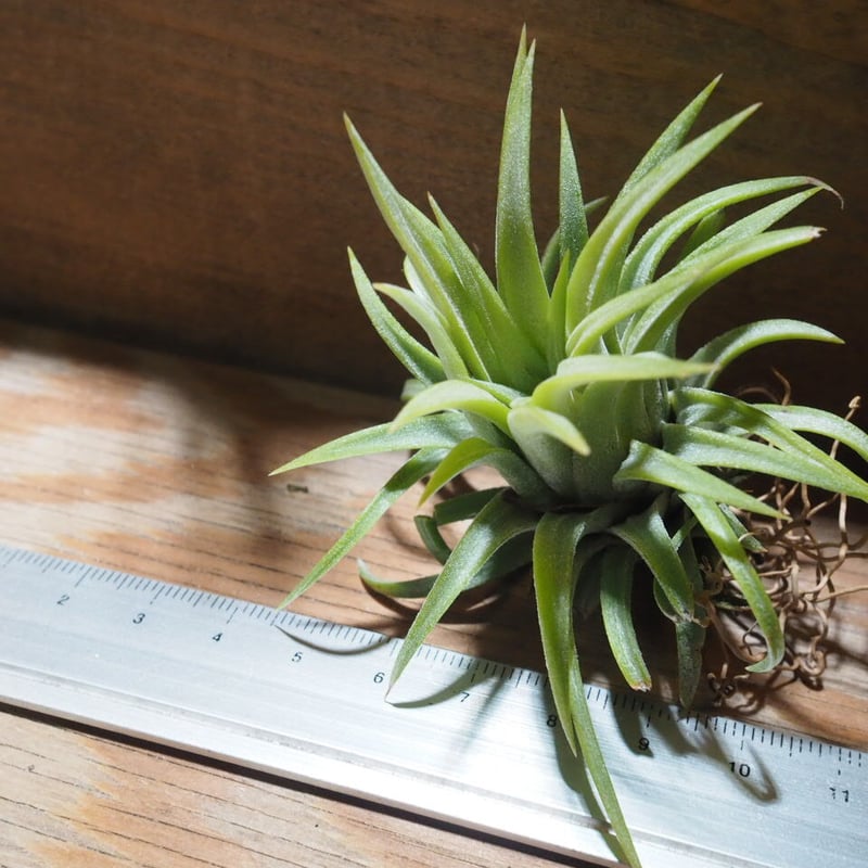チランジア ／ イオナンタ ロン (T.ionantha 'Ron') ☆EF01/Feb05