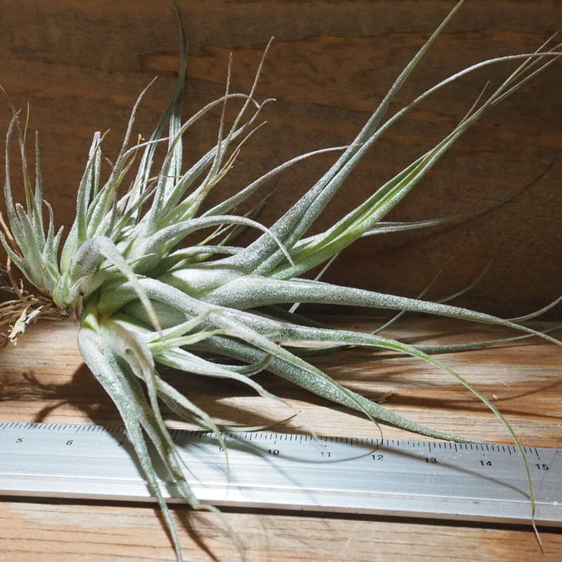 チランジア　Oregon x エーレルシアナ チランジア ／ エーレルシアナ CL (T.ehlersiana) ☆CD01/Feb05 |