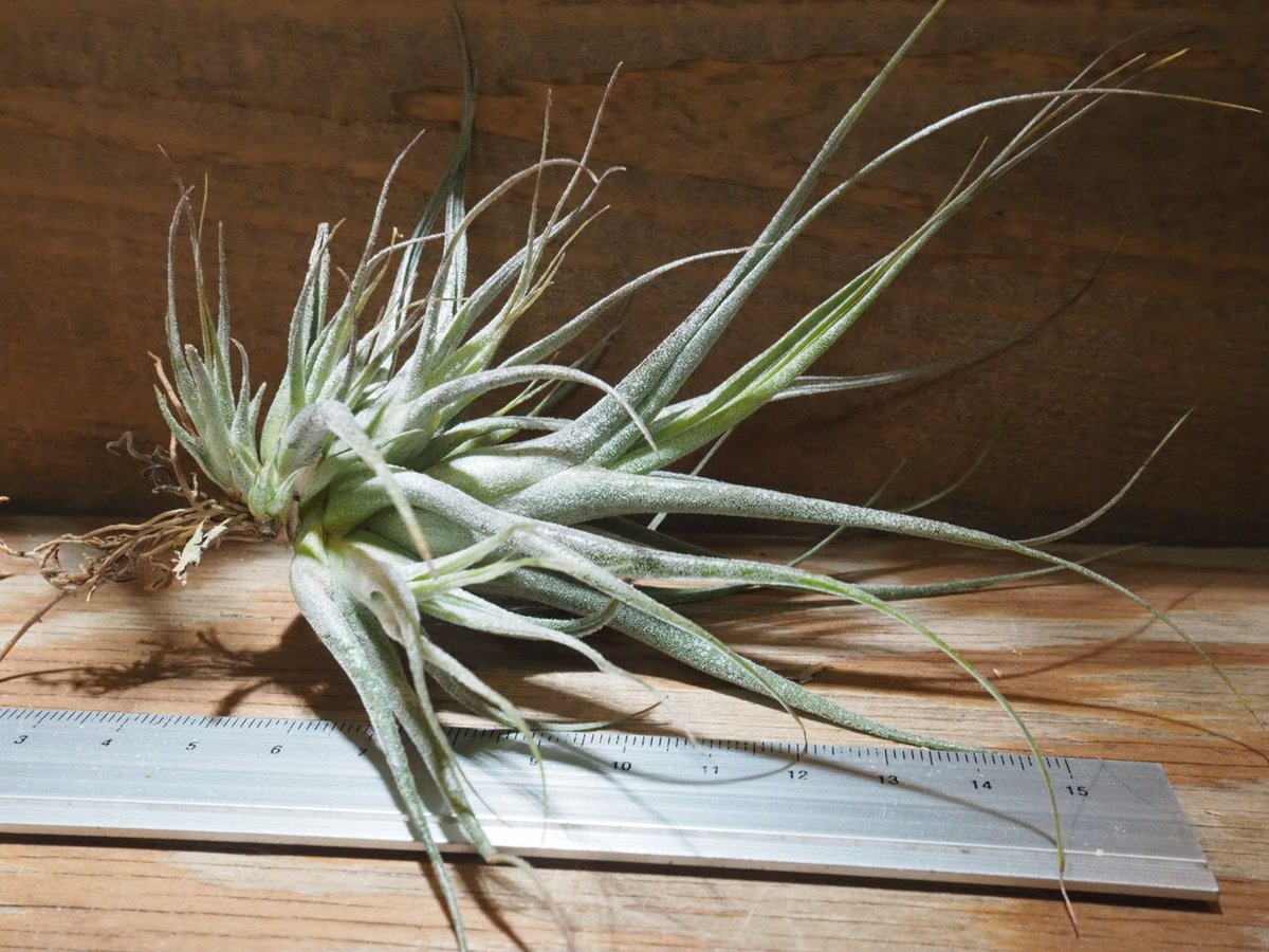 チランジア ／ エーレルシアナ L (T.ehlersiana) ☆CD01/Feb05 |