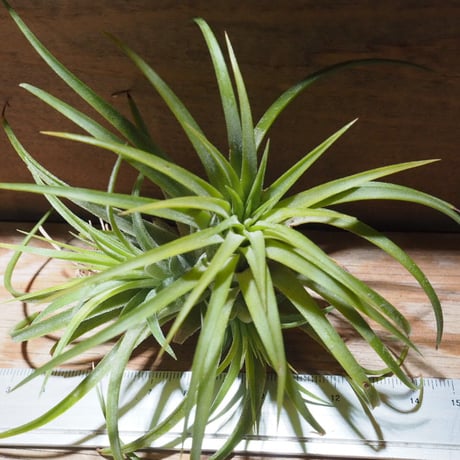 チランジア ／ イオナンタ ルブラ CL　(T.ionantha 'Rubra')　★EF01/Feb05