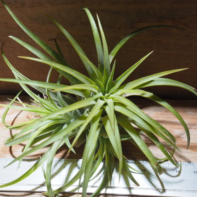 チランジア ／ イオナンタ ルブラ CL (T.ionantha 'Rubra') ☆EF01