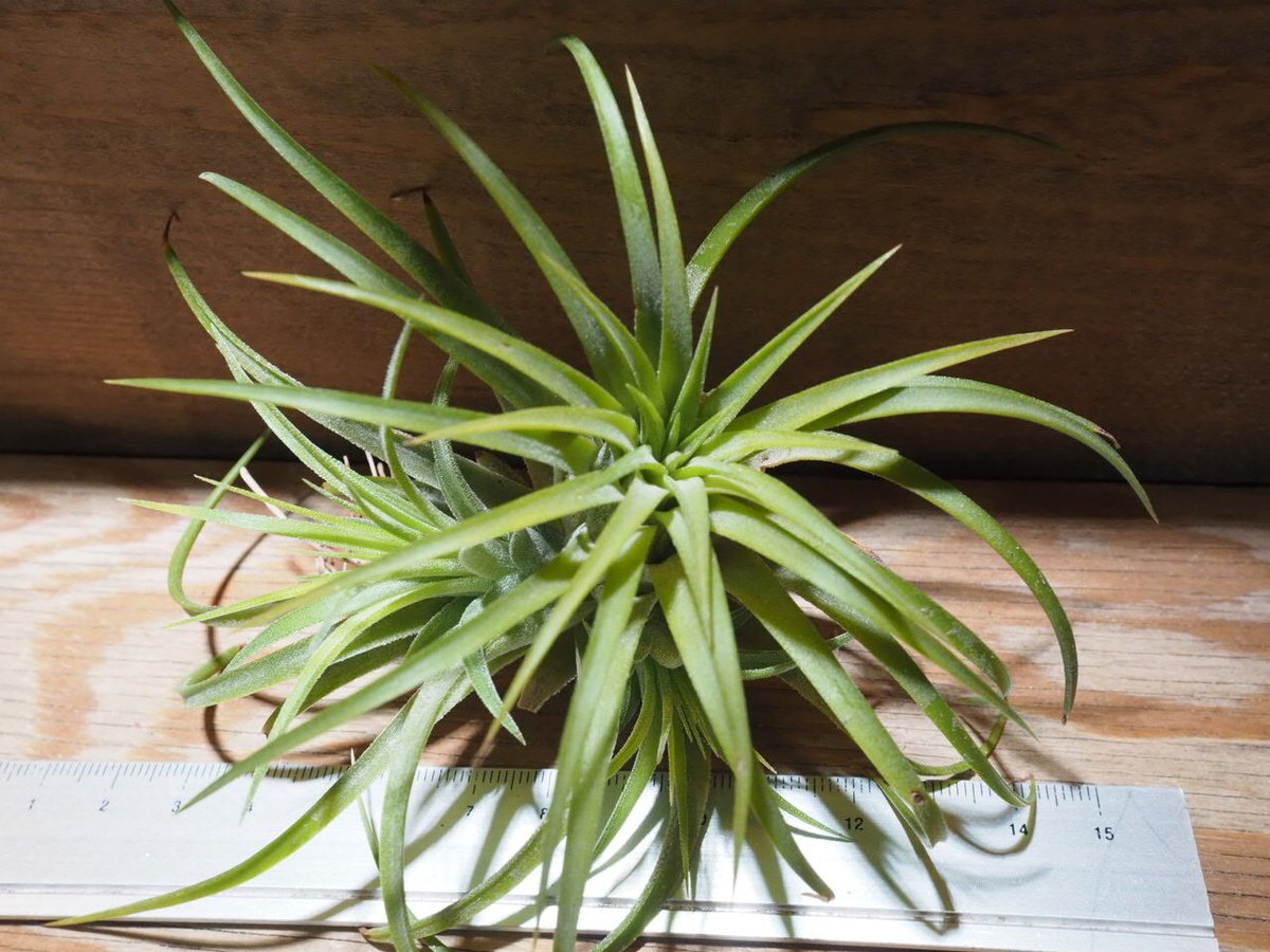 チランジア　イオナンタ　ルブラ綴化　子株つき 楽天市場】着生植物 エアープランツ チランジア イオナンタ