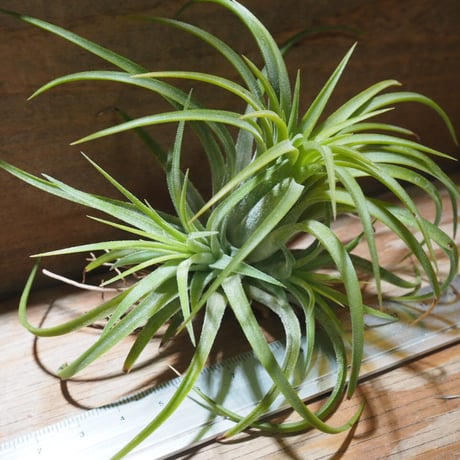 チランジア ／ イオナンタ ルブラ CL　(T.ionantha 'Rubra')　★EF01/Feb05