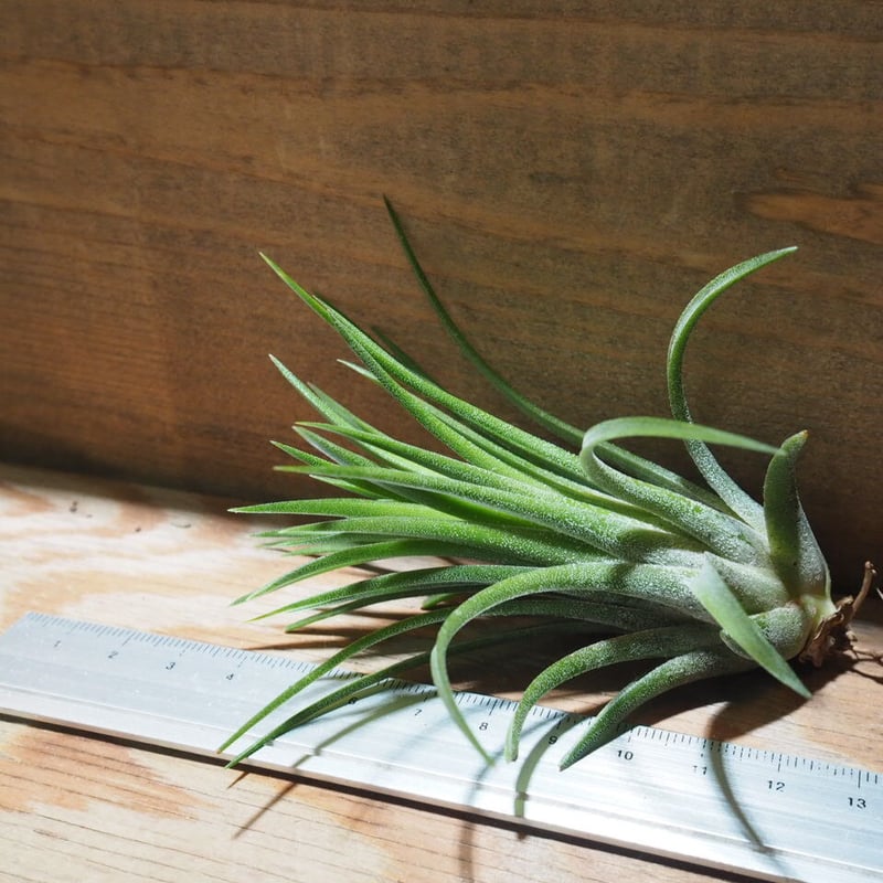 め*み様 ティランジア 不思議なイオナンタ Frontier Plants