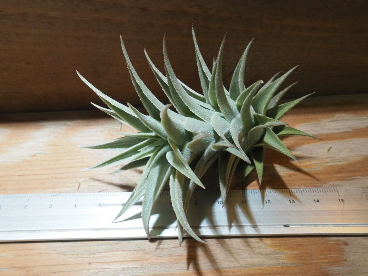 チランジア ／ エディシアエ M (T.edithae) ☆EF01/Apr17 | 常葉植物