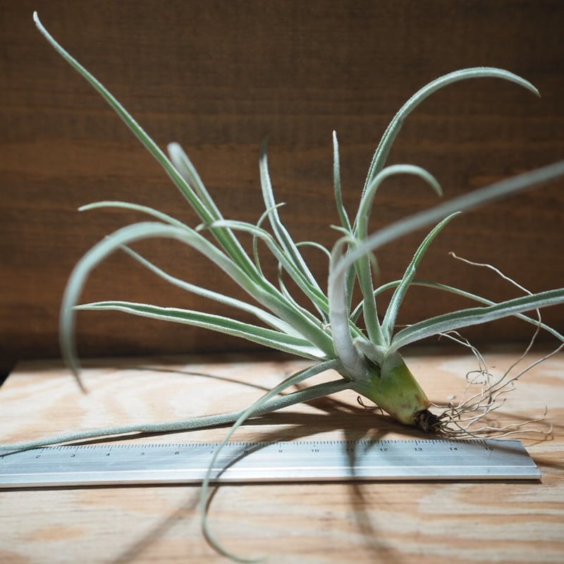 チランジア ／ ストレプトカルパ シックリーフ (T.streptocarpa 'Thick