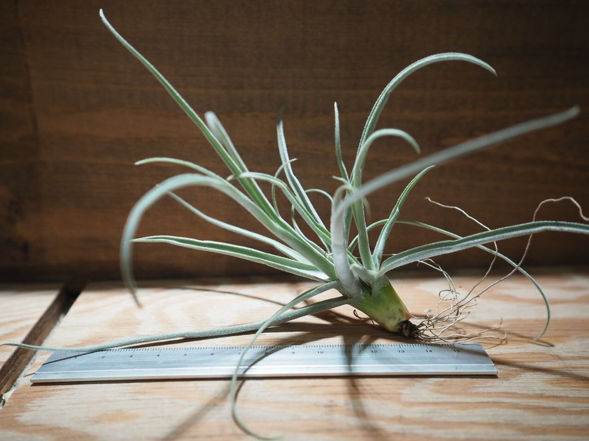 チランジア ／ ストレプトカルパ シックリーフ (T.streptocarpa 'Thick