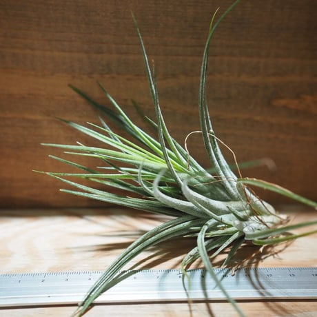 チランジア ／ イオナンタ × シーディアナ　(T.ionantha × T.schiedeana)　＊A01/May15