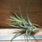 チランジア ／ イオナンタ × シーディアナ　(T.ionantha × T.schiedeana)　＊A01/May15