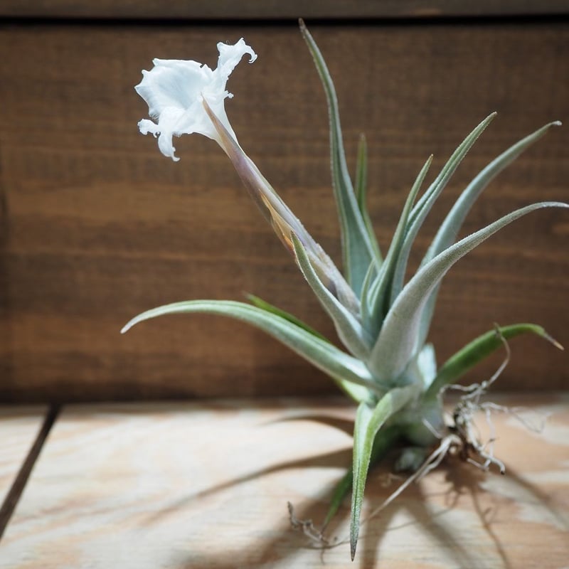 チランジア ／ クシフィオイデス (T.xiphioides) ＊A01/Jul05-01 |