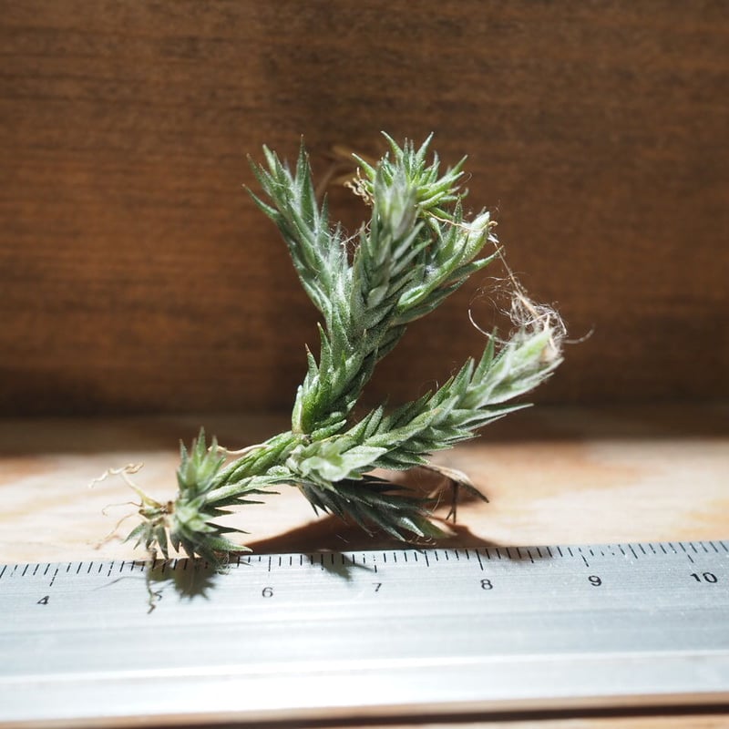 ペディセラタ Tillandsia 専用出品 チランジア ／ ペディセラータ (T.pedicellata) ＊A01/Apr04 | 常葉