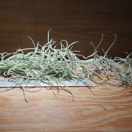 16　Sunshine leaves CATEGORY エアプランツ（チランジア）U～Z | 常葉植物園 Tokiwa Botani