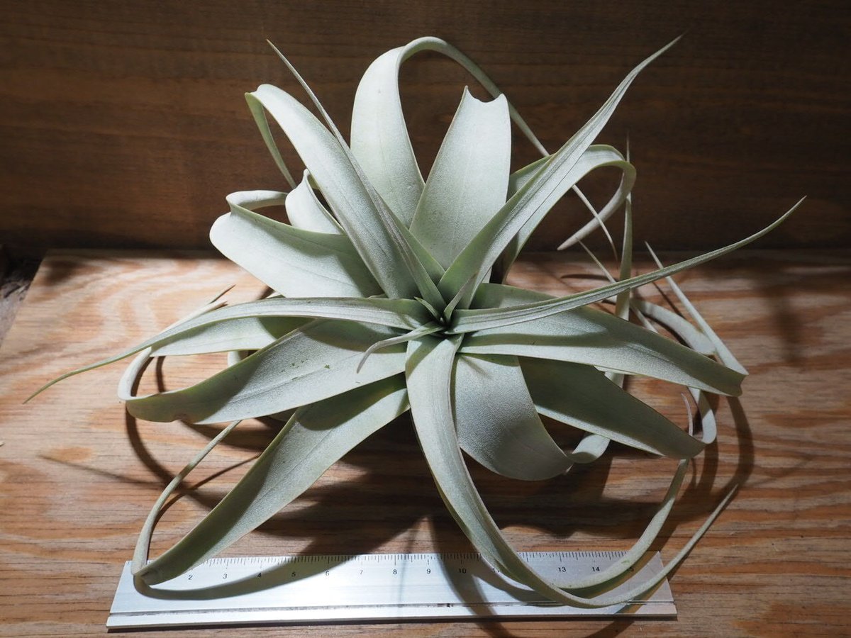 チランジア ／ キセログラフィカ mini (T.xerographica) ☆XX01/De