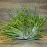 チランジア ／ イオナンタ クレステッドフォーム　(T.ionantha 'Crested Form')　＊A02/Oct22