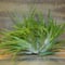 チランジア / イオナンタ クレステッドフォーム (T.ionantha \'Crested Form\') *A02/Oct22