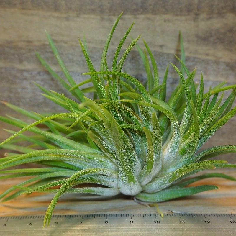 Tillandsia Ionantha Crested Form 速達発送 Tillandsia Ionantha Crested Form 速達発送 Tillandsia Ionantha