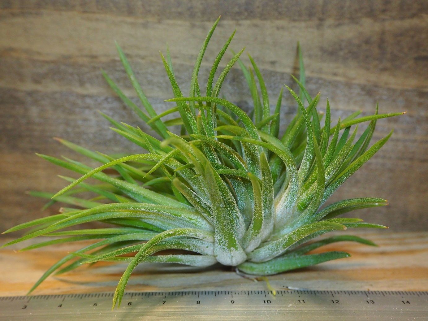 Tillandsia ionantha crested イオナンタ チランジア original