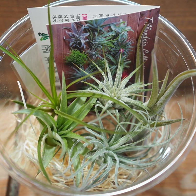 チランジア ／ 入門5点セット Hタイプ (Tillandsia H-type) | 常葉植物...