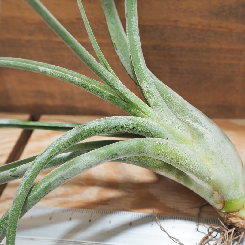 チランジア　El Guapo 開花苗 チランジア El Guapo 現在開花苗 1苗