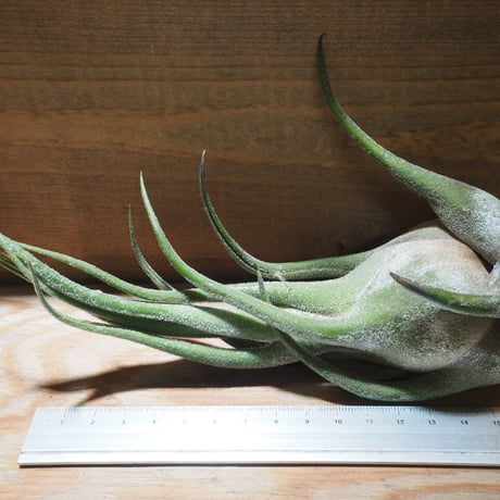 チランジア ／ セレリアナ LL　(T.ionantha seleriana)　★ZZ01/Dec01