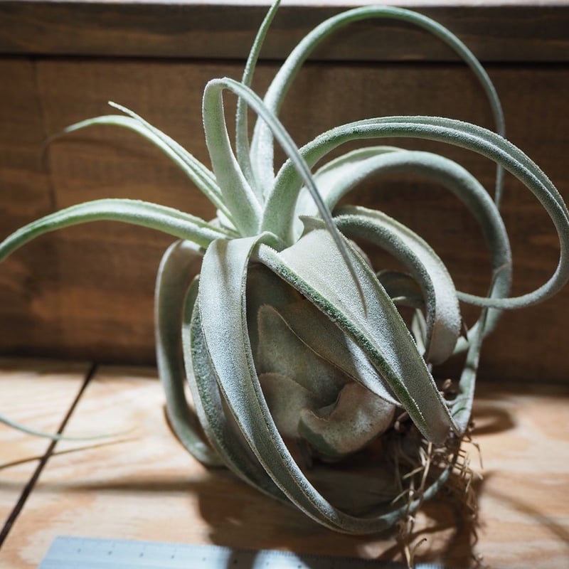 チランジア ルシール チランジア ／ ルシール XLサイズ (T.'Lucille') ＊A01/Apr06