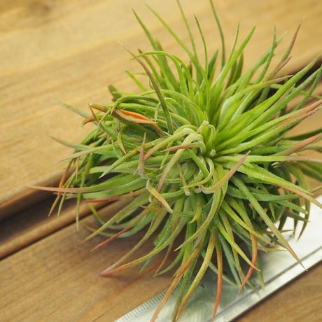 チランジア ／ イオナンタ クレステッドフォーム　(T.ionantha 'Crested Form') No-02