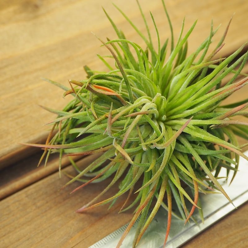 チランジア ／ イオナンタ クレステッドフォーム (T.ionantha 'Crested