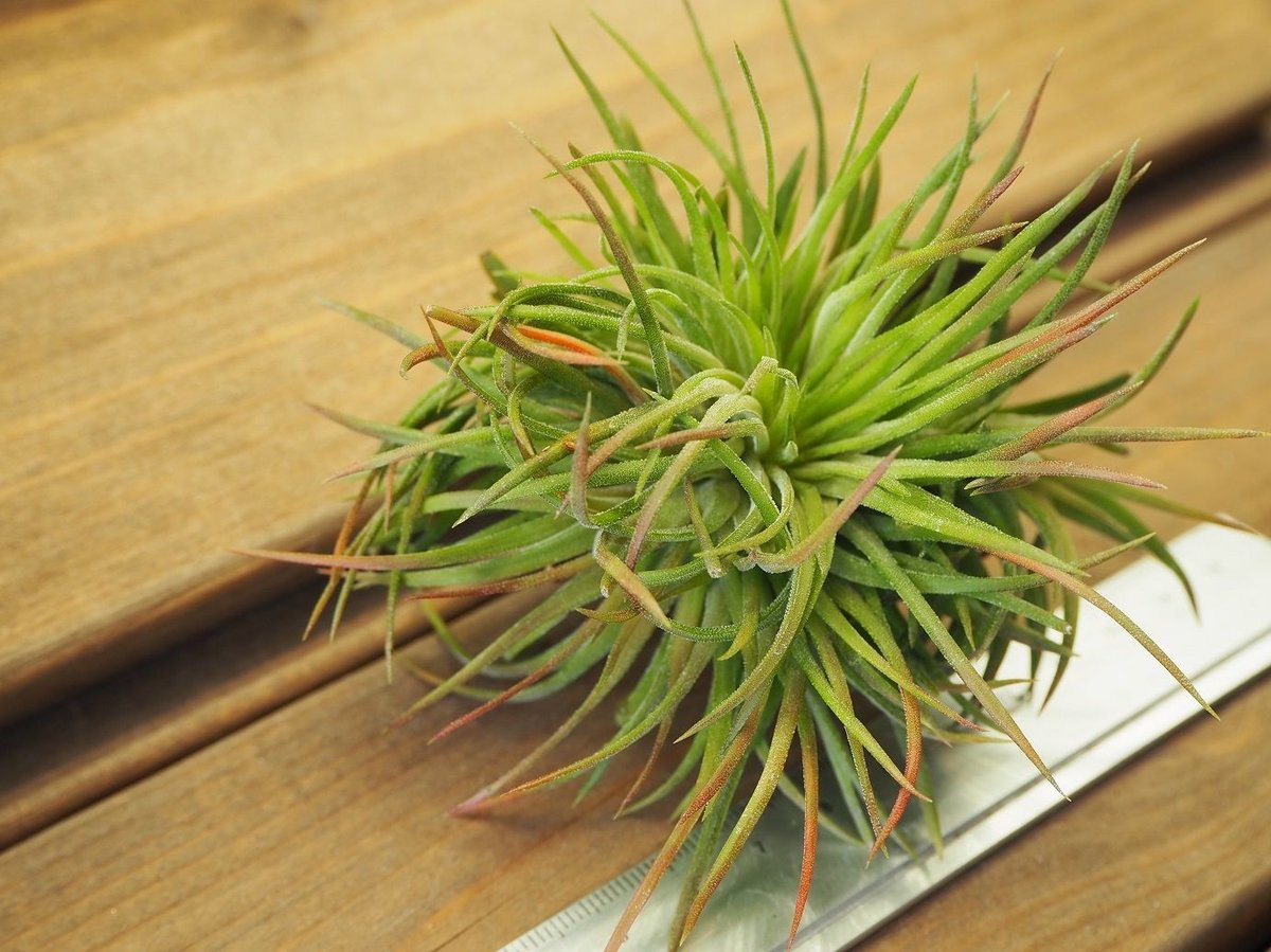 Tillandsia Ionantha Crested Form 速達発送 Tillandsia Ionantha Crested Form 速達発送