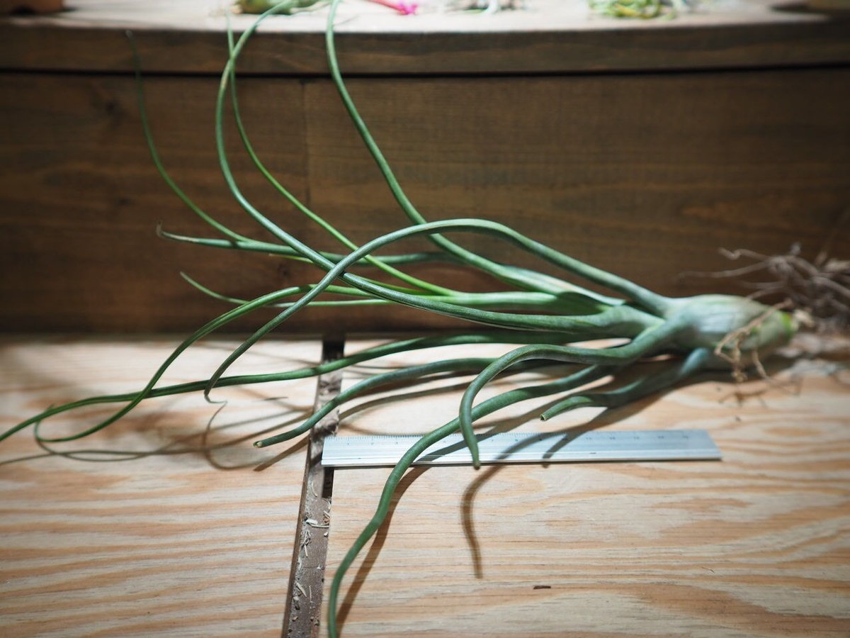 チランジア ／ ショータイム XL (T.'Showtime') ＊A01/May17 | 常