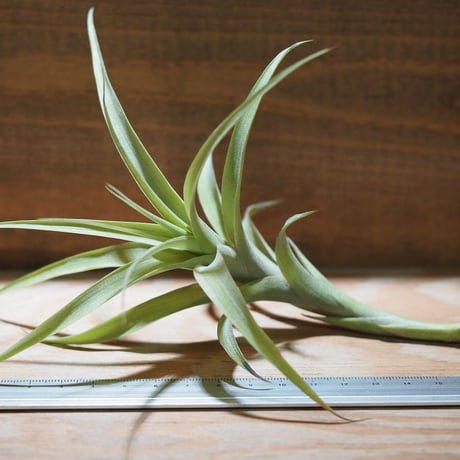 チランジア ／ ラティフォリア カウレセント　(T.latifolia  var.  caulescent)　＊A01/Aug24