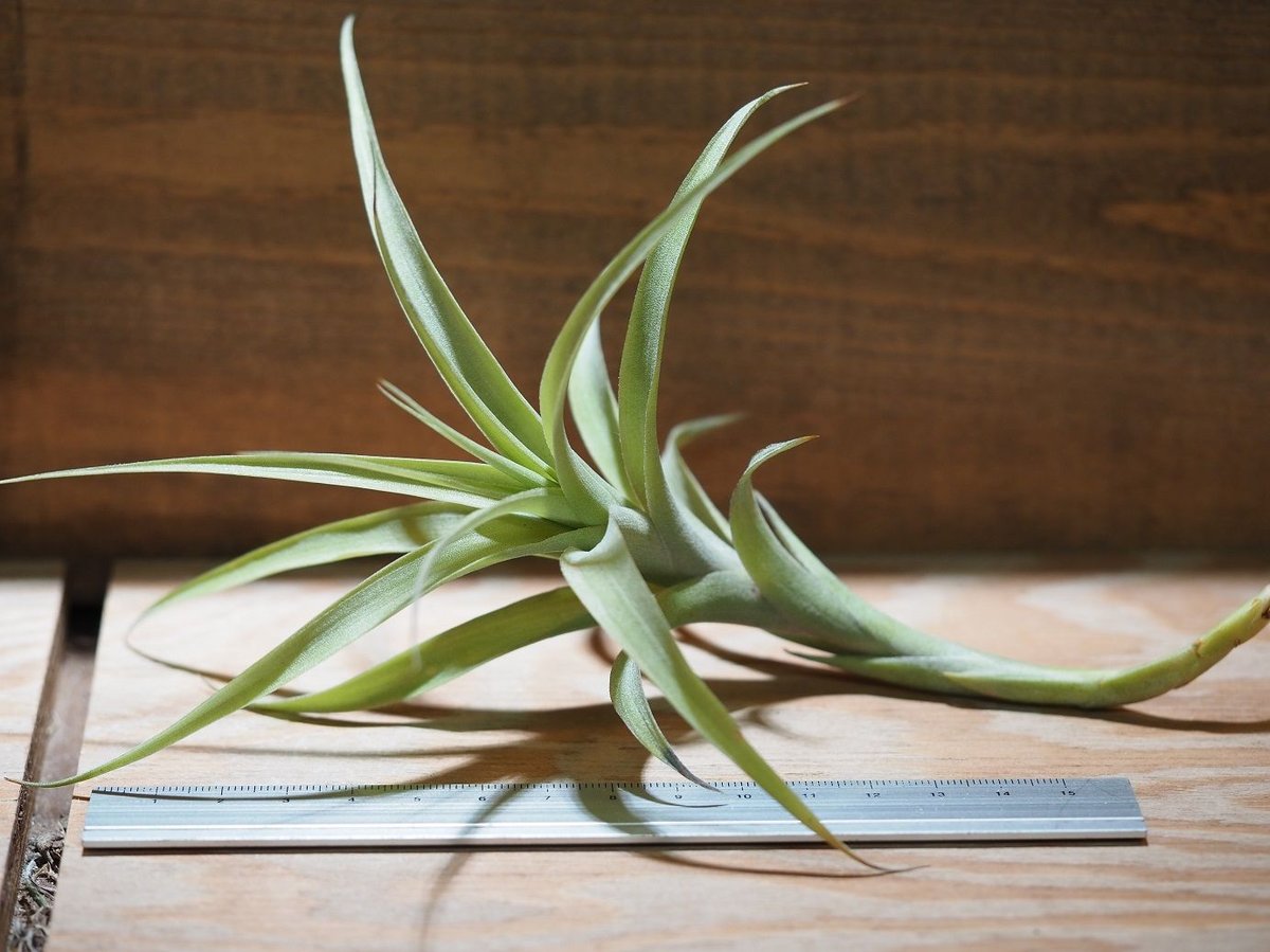 チランジア ／ ラティフォリア カウレセント (T.latifolia var